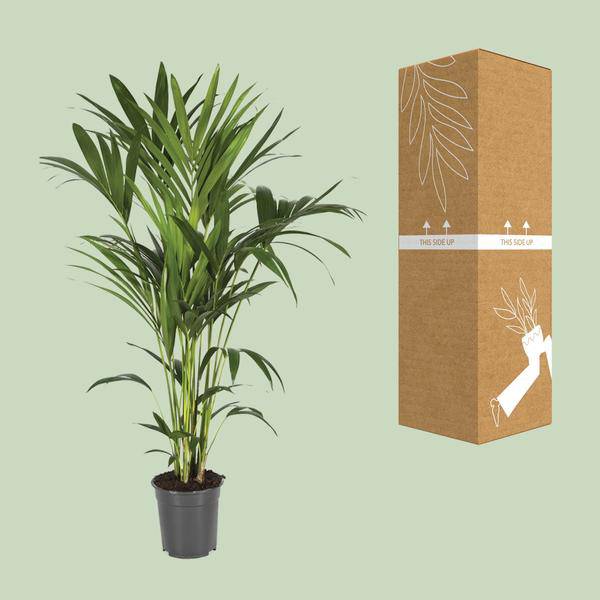 Kentiapalme - Howea Forsteriana - Zimmerpflanze - Ø21cm - ↕120cm 