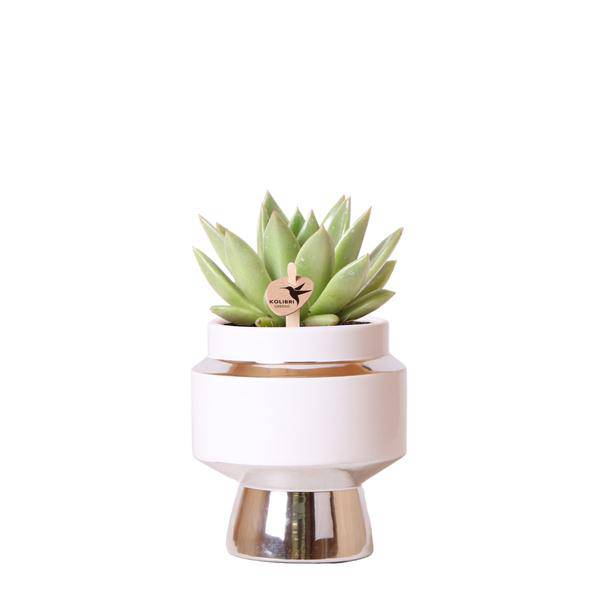 Sukkulente Echeveria Miranda – Ø9cm – Grüne Zimmerpflanze im Le Chic Keramiktopf Silber – Pflegeleicht & stilvoll – Deko-Pflanze für Wohnzimmer, Büro & Regal 