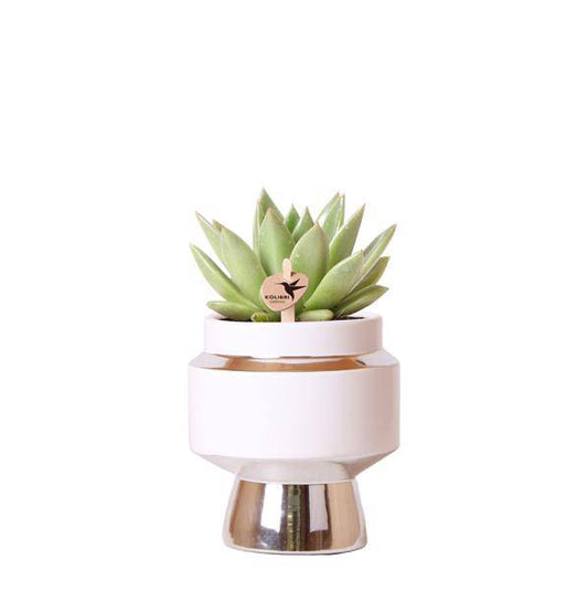 Sukkulente Echeveria Miranda – Ø9cm – Grüne Zimmerpflanze im Le Chic Keramiktopf Silber – Pflegeleicht & stilvoll – Deko-Pflanze für Wohnzimmer, Büro & Regal 