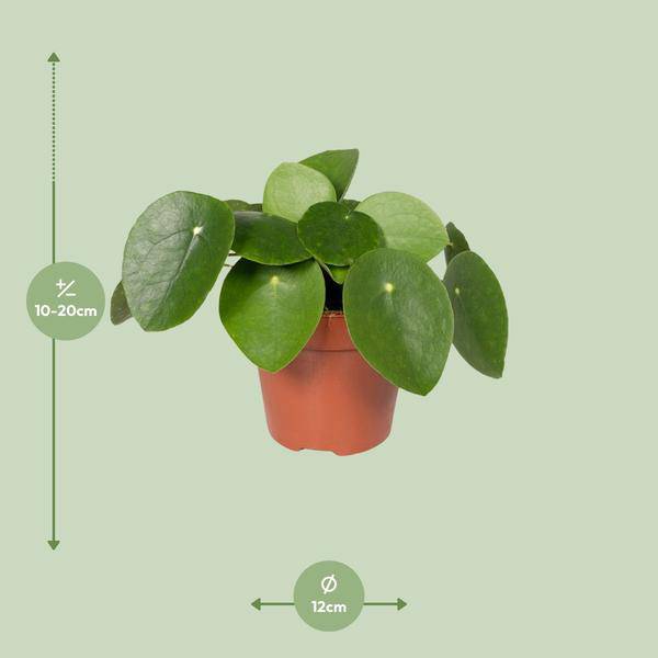 Chinesischer Geldbaum – Pilea Peperomiodes (Aluminium-Pflanze) – Zimmerpflanze – Ø12 cm – 20 cm hoch – Halbschatten – Luftreinigend – Pflegeleicht 
