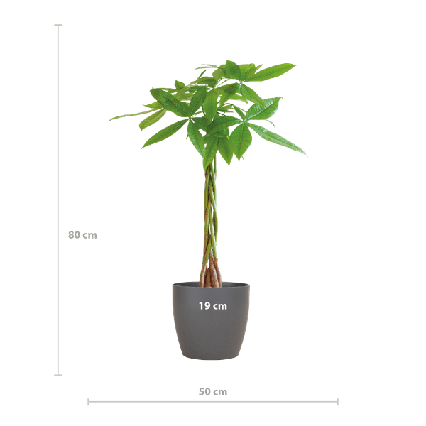 Pachira Aquatica 80cm – Glückskastanie Geldbaum Zimmerpflanze Ø21cm – pflegeleichte Pflanze mit geflochtenem Stamm im nachhaltigen Viber Grau Topf – dekorative luftreinigende Zimmerpflanze 