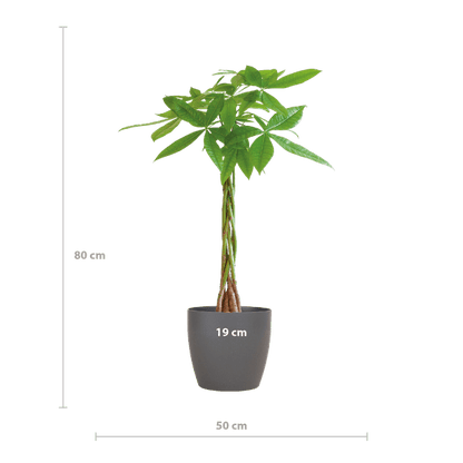 Pachira Aquatica 80cm – Glückskastanie Geldbaum Zimmerpflanze Ø21cm – pflegeleichte Pflanze mit geflochtenem Stamm im nachhaltigen Viber Grau Topf – dekorative luftreinigende Zimmerpflanze 