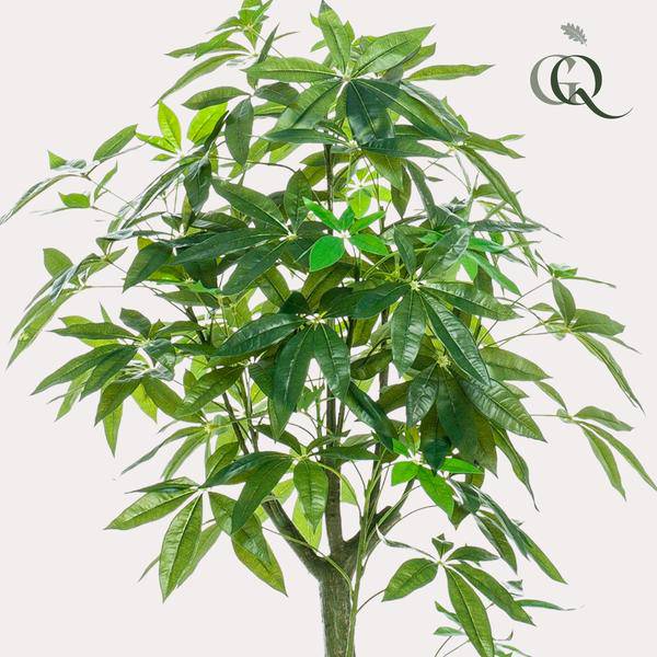 Kunstpflanze - Pachira Aquatica - Glückskastanie - 150 cm 