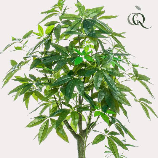 Kunstpflanze - Pachira Aquatica - Glückskastanie - 150 cm 