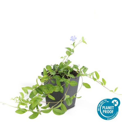 Kleines Immergrün – Vinca minor – ↕10-25cm – Ø9cm – 6 Pflanzen – Blauer Bodendecker – Sonne & Schatten – Pflegeleicht 