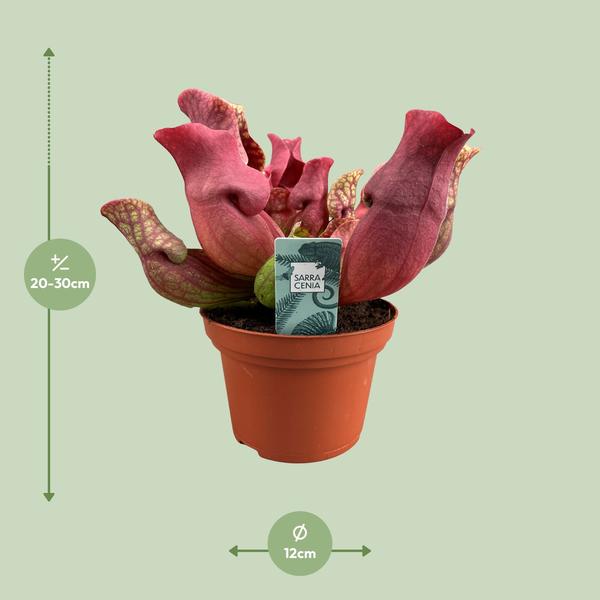 Fleischfressende Pflanze Sarracenia Maroon – Schlauchpflanze – Ø12cm – ↕23cm – Exotische Zimmerpflanze mit auffälligen Kannen – Pflegeleicht & luftreinigend – Für Innen & geschützte Außenbereiche 