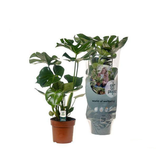 Köstliches Fensterblatt Monstera Deliciosa – Zimmerpflanze – Ø17cm – ↕55cm – Trendiges Fensterblatt – Luftreinigend & Pflegeleicht 