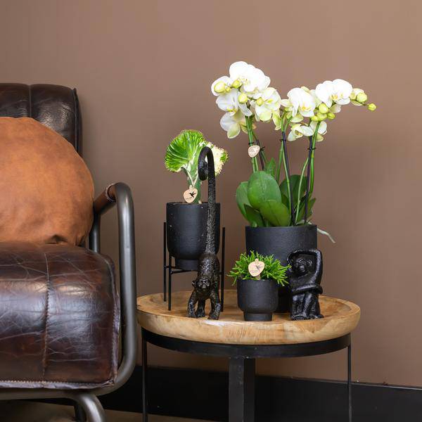 Ornament Sitzender Affe – Schwarz – Dekofigur aus Polystone – 13cm hoch – Handgefertigte Skulptur – Für Zimmerpflanzen & Interieur – Dekoration Wohnzimmer 