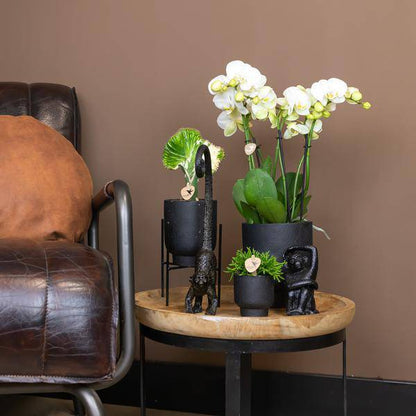 Ornament Sitzender Affe – Schwarz – Dekofigur aus Polystone – 13cm hoch – Handgefertigte Skulptur – Für Zimmerpflanzen & Interieur – Dekoration Wohnzimmer 