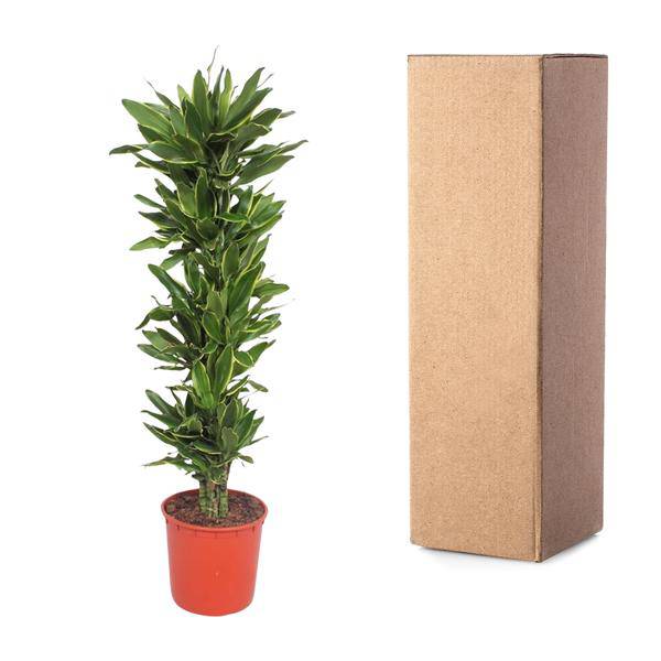 Drachenbaum - Dracaena Golden Coast - Zimmerpflanze - 200cm - ø34cm 