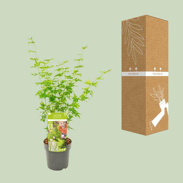 Japanischer Fächerahorn - Acer palmatum Going Green - Zimmerpflanze - Ø19cm - ↕50cm 