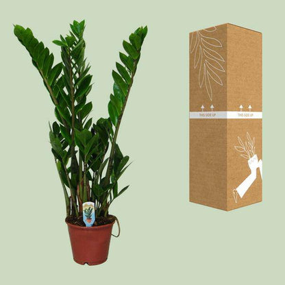 Glücksfeder – Zamioculcas zamiifolia – Zimmerpflanze – Ø14 cm – ca. 50 cm hoch – Pflegeleicht & robust – glänzendes dunkelgrünes Laub – Ideal für Halbschatten & Schatten 