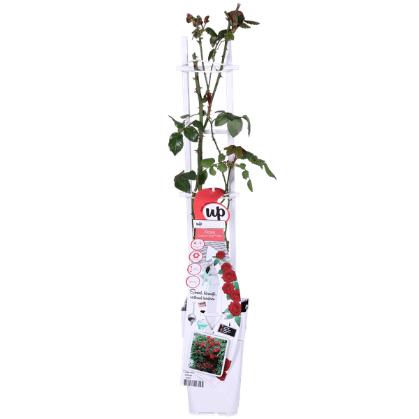 Rote Rose - Rosa Crazy in love 'Red' - Ø15cm - ↕65cm 