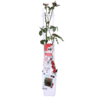 Rote Rose - Rosa Crazy in love 'Red' - Ø15cm - ↕65cm 