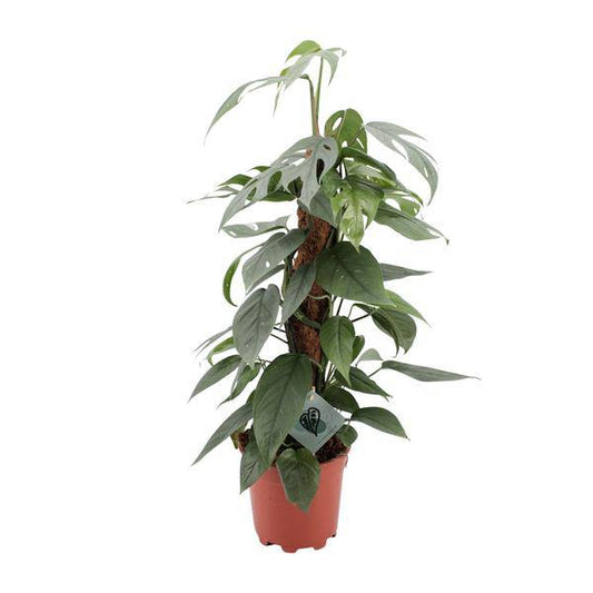 Efeutute - Epipremnum Pinnatum Cebu Blau - Zimmerpflanze - Ø17cm - ↕60cm 