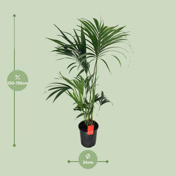 Kentiapalme - Howea Forsteriana - Zimmerpflanze - Ø24cm - ↕130cm 