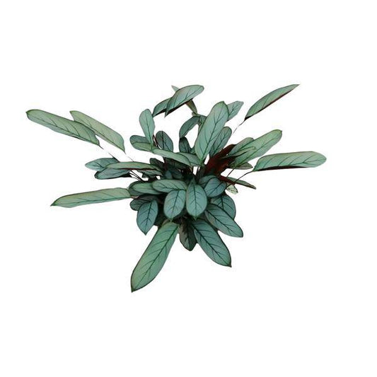 Bamburanta - Ctenanthe Oppenheimiana - Zimmerpflanze - Ø17cm - ↕70cm 