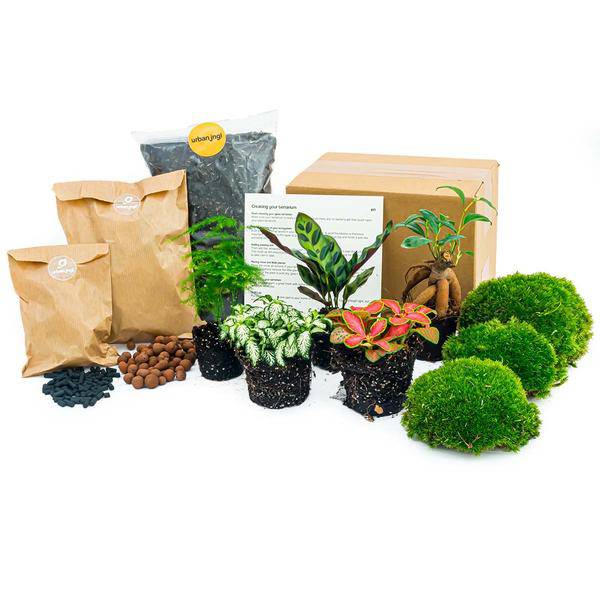 Flaschengarten Set Lancifolia – 5 Pflanzen – DIY Pflanzenterrarium mit Bonsai, Spargel & mehr – Nachfüllpack & Starter Kit 