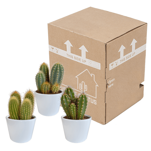 Kaktus - Cereus - Mix - 10,5 cm - 3 Stück - Zimmerpflanze - im weißen Topf 