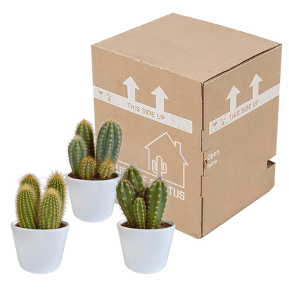 Kaktus - Cereus - Mix - 10,5 cm - 3 Stück - Zimmerpflanze - im weißen Topf 