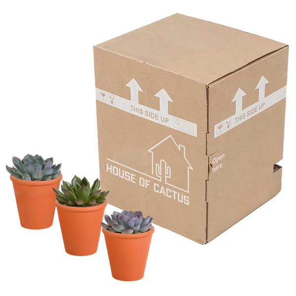 Steinrose - Echeveria-Mix - 8,5 cm - 3 Stück - Zimmerpflanze - im Terrakotta-Topf 