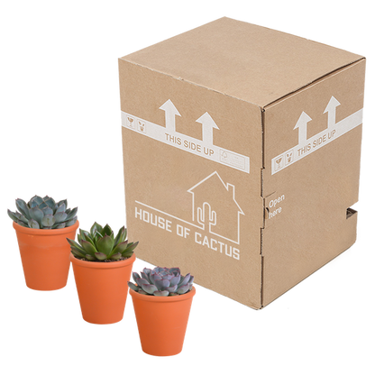 Steinrose - Echeveria-Mix - 8,5 cm - 3 Stück - Zimmerpflanze - im Terrakotta-Topf 