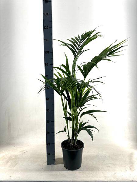 Kentia Palme – Howea forsteriana – Ø21cm – ca. 110cm hoch – Pflegeleichte & luftreinigende Zimmerpflanze – Elegante Palme für Wohnzimmer, Büro & Eingangsbereich 