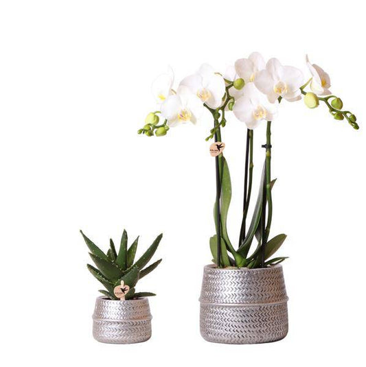 Orchideen-Set mit weißer Phalaenopsis Amabilis Ø9cm & Sukkulente Crassula Ovata Ø6cm – In silber-goldenen Keramiktöpfen – Deko-Pflanzenset für Zuhause & Büro – Geschenkidee 