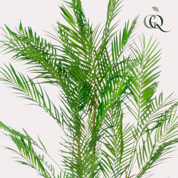 Kunstpflanze - Chamaedorea Elegans - Bergpalme - 120 cm 