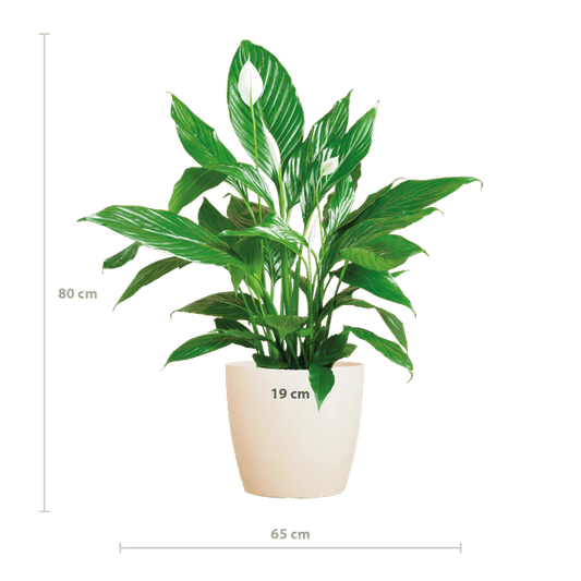 Spathiphyllum Sweet Lauretta – Scheidenblatt – Zimmerpflanze + Topf Viber Weiß – ↕80cm – Ø21cm – Friedenslilie mit eleganten weißen Blüten – Pflegeleicht & dekorativ 