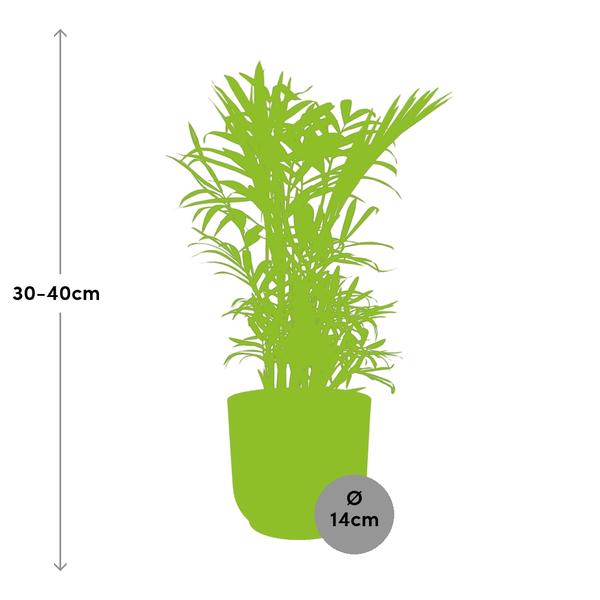 Mexikanische Bergpalme - Chamaedorea Elegans - Zimmerpflanze + Topf Vibes Fold 14cm Rosa 