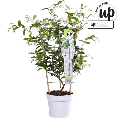 Sternjasmin Trachelospermum 'Star of Venice' – Weiß – Immergrüne Kletterpflanze – ca. 65cm Höhe – Duftender mediterraner Jasmin für Terrasse & Balkon 