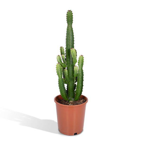 Kaktus-Wolfsmilch – Euphorbia Acrurensis (Cowboy-Kaktus) – Zimmerpflanze – Ø24cm ↕60–80cm – Sukkulente – Pflegeleicht – Exotisches Wüstendesign 