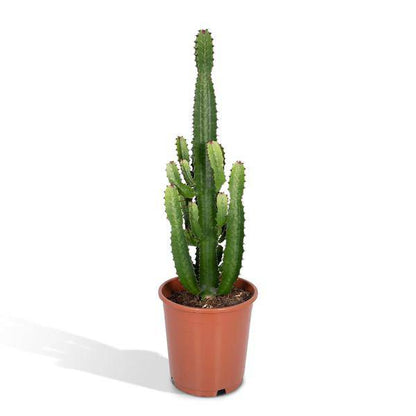 Kaktus-Wolfsmilch – Euphorbia Acrurensis (Cowboy-Kaktus) – Zimmerpflanze – Ø24cm ↕60–80cm – Sukkulente – Pflegeleicht – Exotisches Wüstendesign 