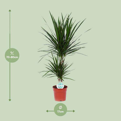 Drachenbaum - Dracaena Marginata - Zimmerpflanze - Ø17cm - ↕75cm 