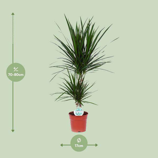 Drachenbaum - Dracaena Marginata - Zimmerpflanze - Ø17cm - ↕75cm 