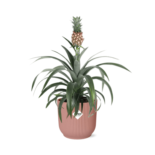 Ananaspflanze Ananas Mi Amigo – Zimmerpflanze inkl. Ziertopf Vibes Fold Rosa Ø14cm – Exotische tropische Pflanze mit dekorativer Frucht – Luftreinigend & pflegeleicht – Für Wohnzimmer & Büro 