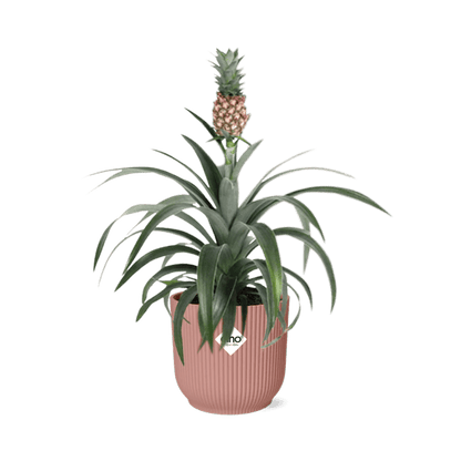 Ananaspflanze Ananas Mi Amigo – Zimmerpflanze inkl. Ziertopf Vibes Fold Rosa Ø14cm – Exotische tropische Pflanze mit dekorativer Frucht – Luftreinigend & pflegeleicht – Für Wohnzimmer & Büro 