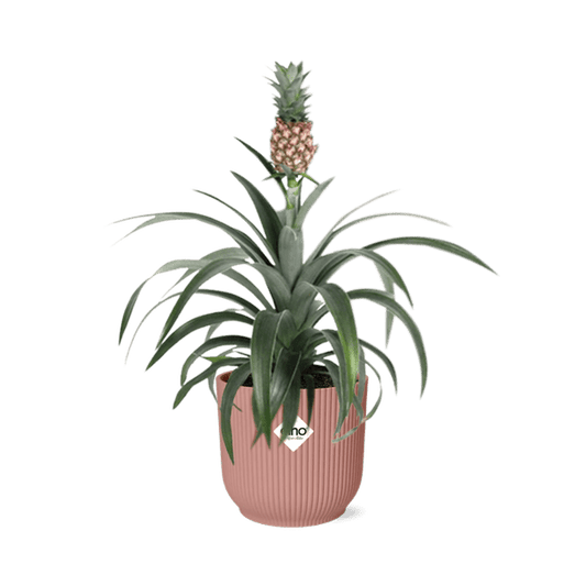 Ananaspflanze Ananas Mi Amigo – Zimmerpflanze inkl. Ziertopf Vibes Fold Rosa Ø14cm – Exotische tropische Pflanze mit dekorativer Frucht – Luftreinigend & pflegeleicht – Für Wohnzimmer & Büro 