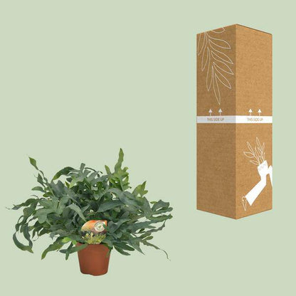 Tüpfelfarn – Phlebodium aureum 'Blue Star' – Ø17cm – 60cm hoch – Zimmerpflanze – Luftreinigend & dekorativ – Bläuliches Farnlaub für Wohnraum & Büro 