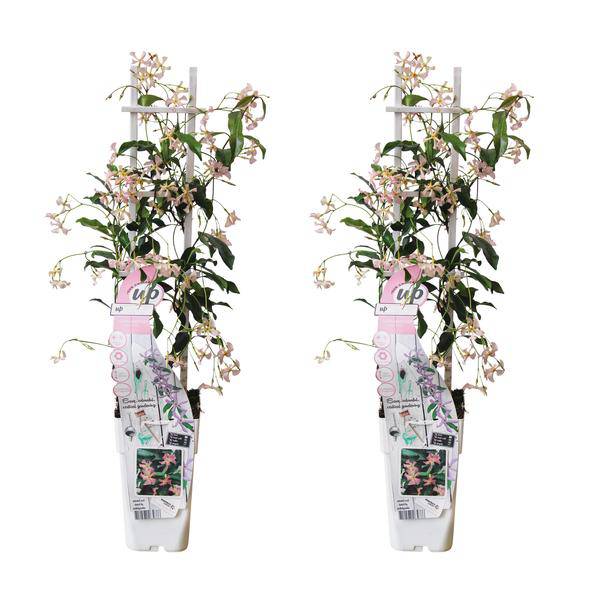 Sternjasmin Trachelospermum 'Star of Ibiza' – 2er-Set – ca. 65cm hoch im Ø15cm – Immergrüne, winterharte Kletterpflanze mit rosa Blüten – Für Balkon, Terrasse & Garten 