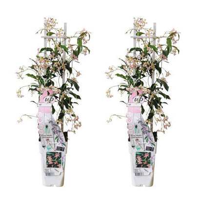Sternjasmin Trachelospermum 'Star of Ibiza' – 2er-Set – ca. 65cm hoch im Ø15cm – Immergrüne, winterharte Kletterpflanze mit rosa Blüten – Für Balkon, Terrasse & Garten 