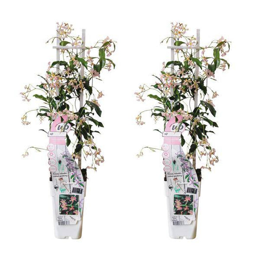 Sternjasmin Trachelospermum 'Star of Ibiza' – 2er-Set – ca. 65cm hoch im Ø15cm – Immergrüne, winterharte Kletterpflanze mit rosa Blüten – Für Balkon, Terrasse & Garten 