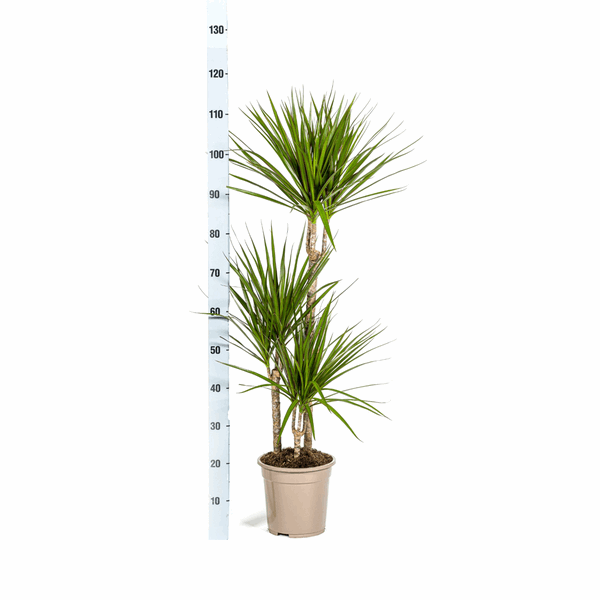 Dracaena Marginata Green – Drachenbaum – Zimmerpflanze Ø21cm ↕110-130cm – Dunkelgrüne Blätter – Pflegeleicht 