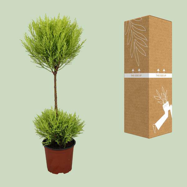 Zimmerzypresse - Cupressus Goldcrest Wilma - Ø14cm - ↕60cm 