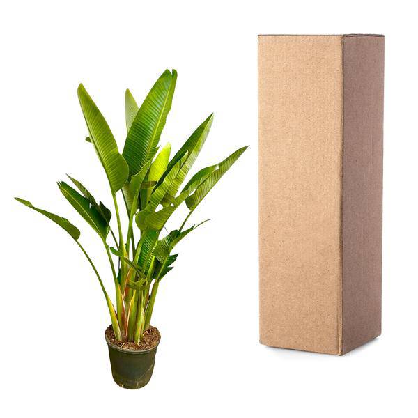 Baum-Strelitzie – Strelitzia Augusta mehrstämmig XXL – 225cm – Ø40cm – Weißer Paradiesvogel – Große Zimmerpflanze für Wohnzimmer, Büro & Wintergarten 