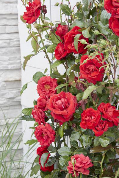 Rote Rose - Rosa Crazy in love 'Red' - Ø15cm - ↕65cm 