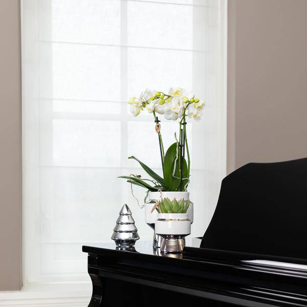 Le Chic Blumentopf – Weißer Keramik-Ziertopf mit silbernen Details – Ø6cm – Dekorativer Übertopf für Orchideen & Grünpflanzen – Elegantes Design 