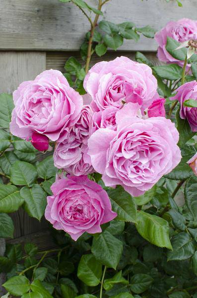 Rosa Rose -Rosa Crazy in love 'Pink' -  Ø15cm - ↕65cm 