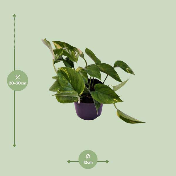 Efeutute - Scindapsus Epipremnum Aureum - Zimmerpflanze - Ø12cm - ↕25cm 